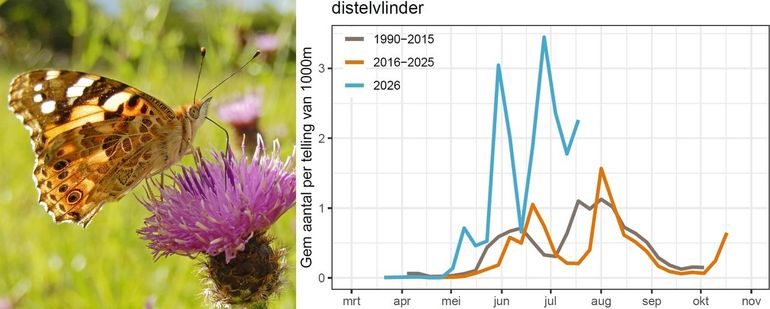 Het gemiddeld aantal distelvlinders op de routes van het meetnet vlinders tot eind juli