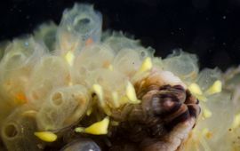 Perophora japonica, Oosterschelde, 2017