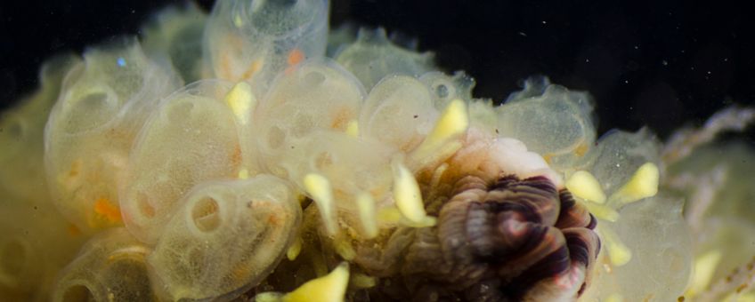 Perophora japonica, Oosterschelde, 2017