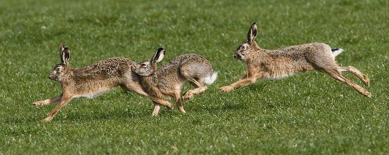Hazen rennend in grasland