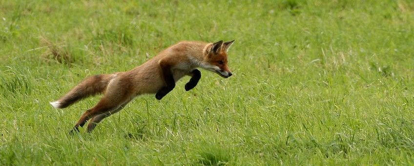 De vos kan net als honden drager zijn van de vossenlintworm, maar het voorkomen van de lintworm is vooralsnog beperkt in Vlaanderen