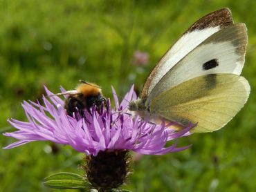 Bijen, vlinders en andere insecten gaan sterk achteruit