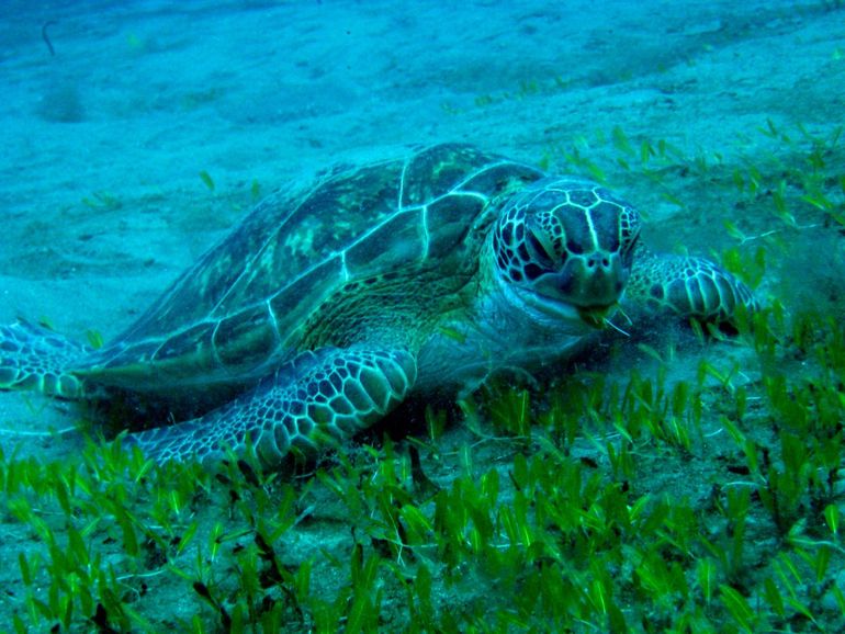 Een soepschildpadden graast van het zeegras