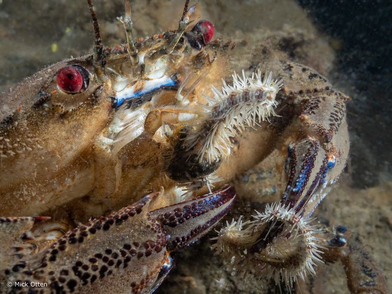 Deze fluwelen zwemkrab doet zich tegoed aan een brokkelster