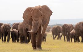 Olifanten in Amboseli, Kenia