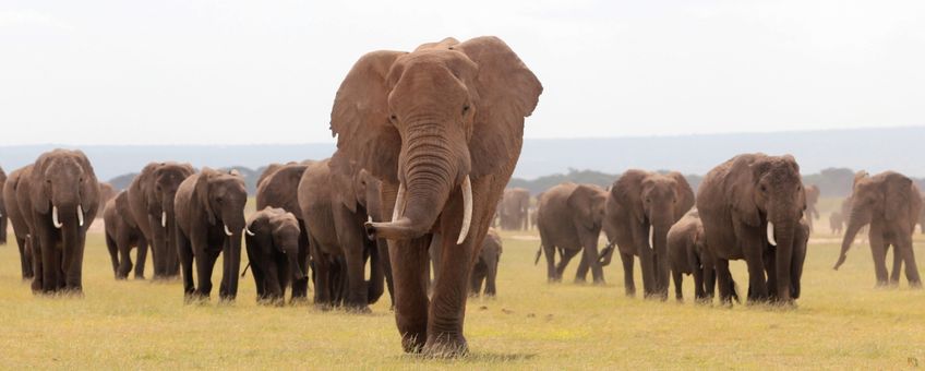 Olifanten in Amboseli, Kenia