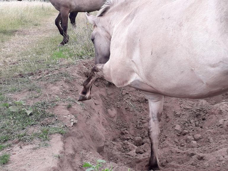 Naast runderen kunnen ook paarden graafgedrag vertonen.