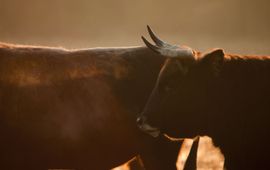 ARK TaurOs taurossen oerrund