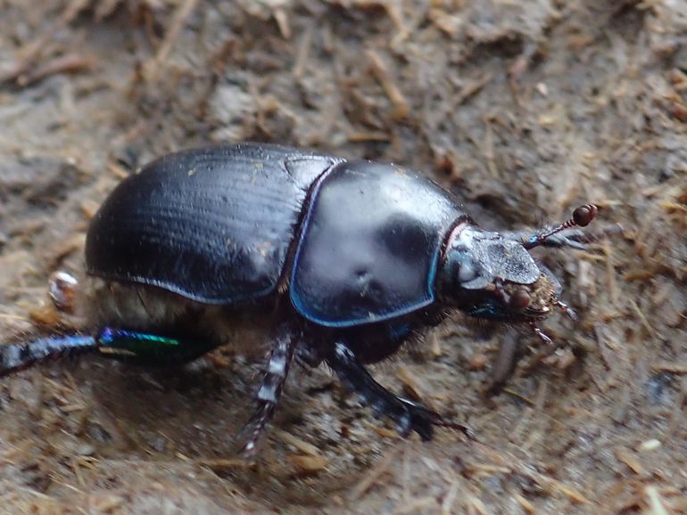 Tal van insecten, zoals deze mestkever Geotrupes spiniger, profiteren van gezonde poep