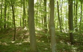 M. Mich Wkrzanska Wildernis, Polen GNU Free Documentation License