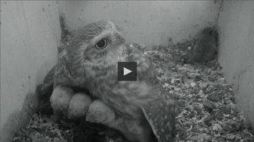 De steenuil is al jaren een van de populairste vogels van Beleef de Lente