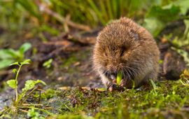 Aardmuis, Microtus agrestis