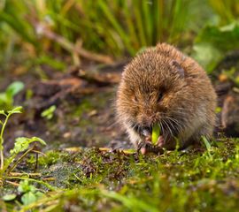 Aardmuis, Microtus agrestis