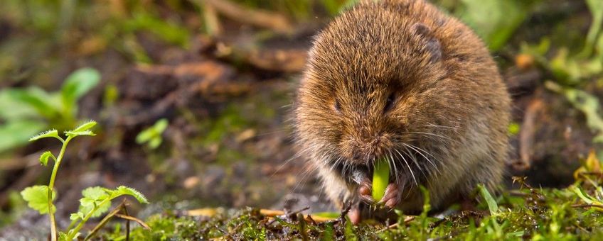 Aardmuis, Microtus agrestis
