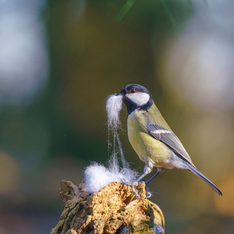 Nestmateriaal bestaat niet alleen uit takjes