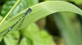 Variabele waterjuffer - primair