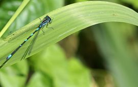Variabele waterjuffer - primair