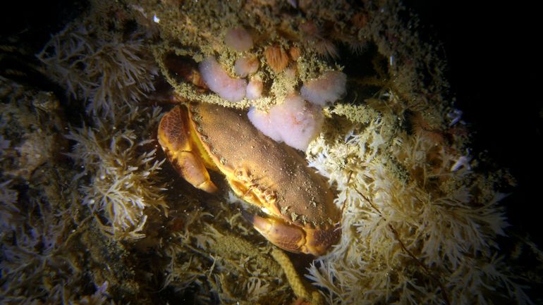 De basis van de kolonie is roze tot rood en de totale breedte kan ongeveer 10 cm worden.