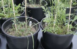 Annelein Meisner, NIOO-KNAW Experiment 1 droogte tijdens groei 2