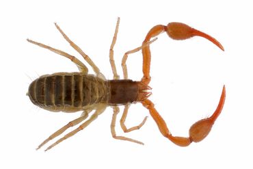 Pseudoschorpioen