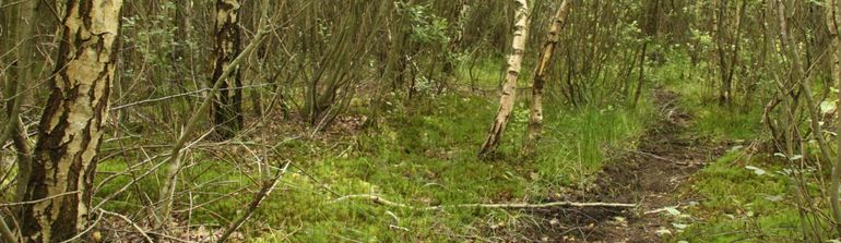 Dichte bosopslag na ontgronding bij zeer extensieve begrazing op de Ennemaborg