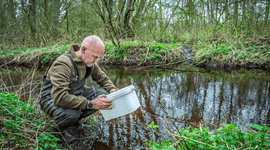 Het uitzetten van water insecten in een beek in Noord-Brabant