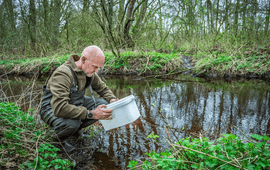 Het uitzetten van water insecten in een beek in Noord-Brabant