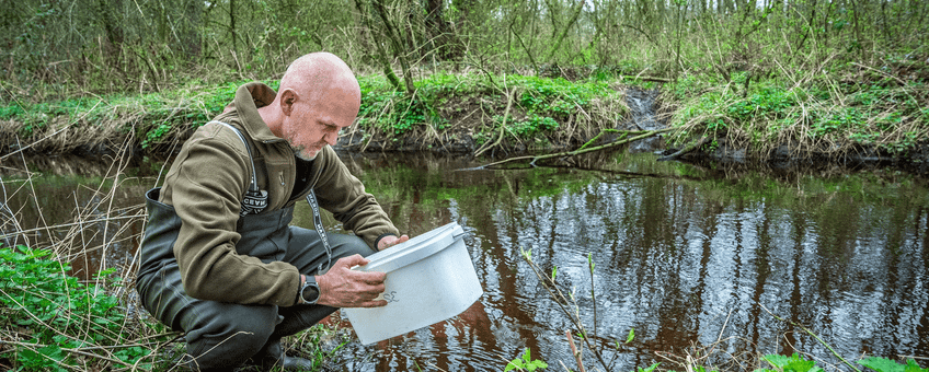 Het uitzetten van water insecten in een beek in Noord-Brabant