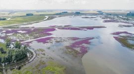 Bij hoogwater stroomt het water van de Nieuwe Merwede de Noordwaard in.