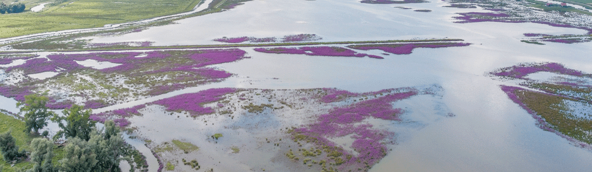 Bij hoogwater stroomt het water van de Nieuwe Merwede de Noordwaard in.