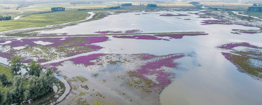 Bij hoogwater stroomt het water van de Nieuwe Merwede de Noordwaard in.