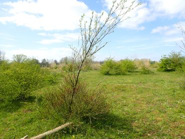 Schietwilg schiet door vanachter de veilige borstelstructuur die in wisselwerking met begrazing is ontstaan