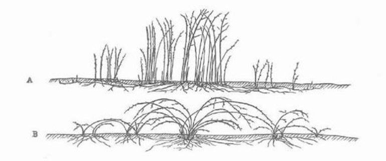 Figuur 2. De groeiwijze van bramen in Nederland. A: Staande bramen vormen ondergrondse uitlopers van waaruit elk jaar nieuwe loten groeien. B: boogbramen vormen elk jaar vanuit het wortelgestel boogvormige (of kruipende) takken die aan de top wortelen en hier nieuwe planten vormen