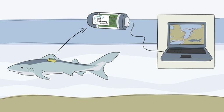 Haaien kunnen gevolgd worden met een zogenaamde data storage tag