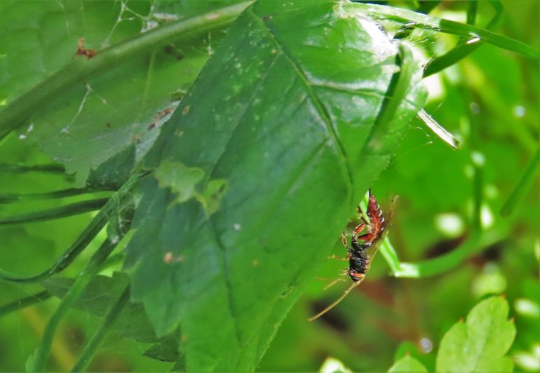 Pimpla turionellae zoekt actief de verpoppende rupsen op