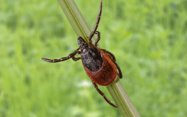 RIVM Vrouwtjesteek met natuurlijke achtergrond
