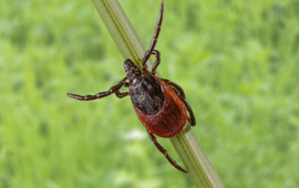 Vrouwtjesteek met natuurlijke achtergrond