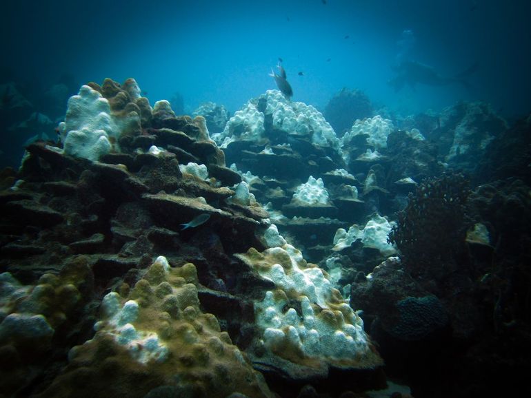 Tijdens de 'bleaching' in 2010 was de mate van verbleking ernstiger dan dit jaar, terwijl het toen minder warm was dan nu – Westpunt, Curaçao, December 2010