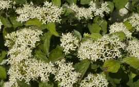 Rode kornoelje Saxifraga