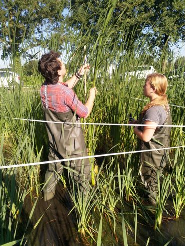 Studenten van HAS Hogeschool in een lisdoddeveld