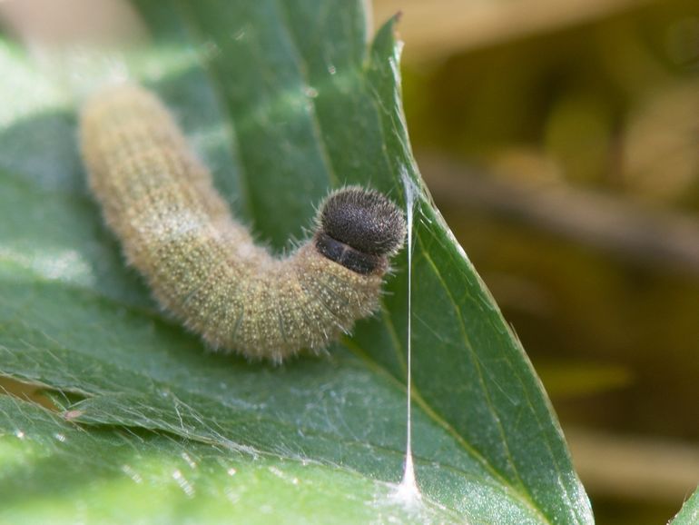 De rupsen van de aardbeivlinder worden vaak op wroetplekken gevonden