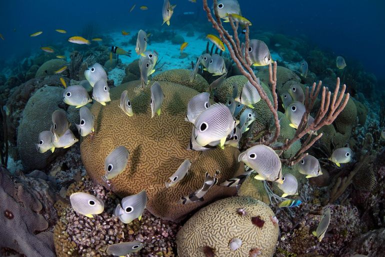 Healthy reefs are crucial for maintaining the ecological and economic health of the region