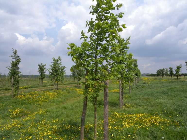 Levend Archief van de houtige flora: fladderiepen in de Nationale Genenbank van autochtone bomen en struiken