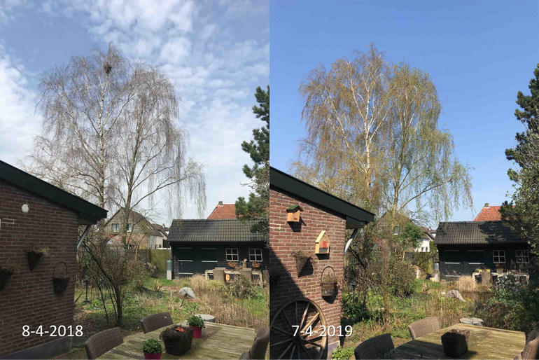 Verschil in ontwikkeling van een berk in Zutphen tussen 8 april 2018 en 7 april 2019