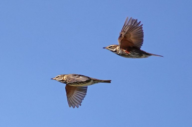 In vlucht zijn de 'koperen' ondervleugels goed te zien