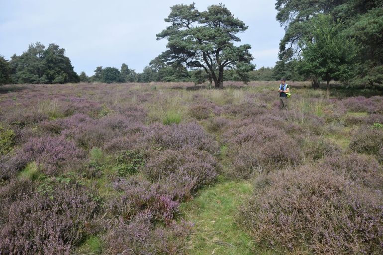 Op het Herikhuizerveld wordt tussen de bloeiende heide gezocht naar sprinkhanen