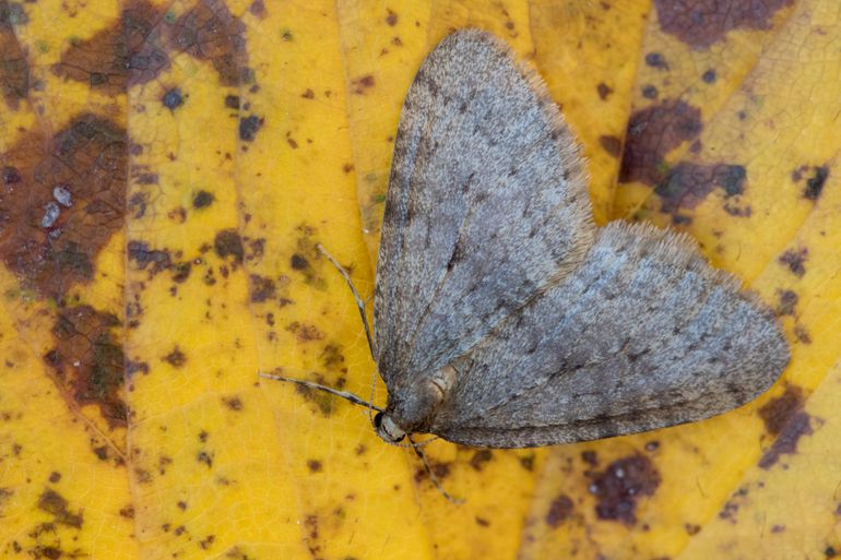 Kleine wintervlinder