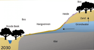 Het is de bedoeling dat de hangvennen zich dankzij de nieuwe omstandigheden weer kunnen ontwikkelen