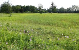 Natura2000-gebied Stelkampsveld