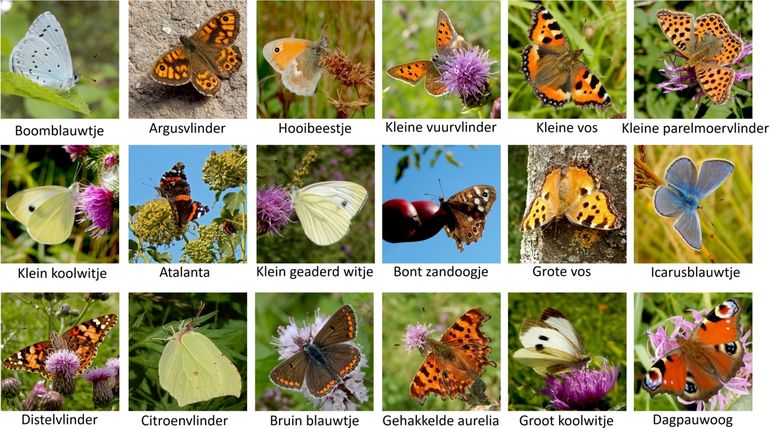 Deze vlinders (en mogelijk nog andere) kunt u komend weekend nog tegenkomen 